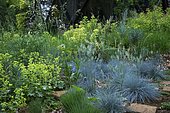 Fescue (Festuca glauca) 'Intense blue', Euphorbia (Euphorbia characias), Ariege, France
