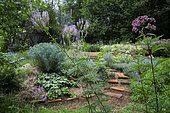 Terracotta path waiting for a ground cover,Alpine lady's mantle (Alchemilla mollis), Euphorbia (Euphorbia characias), Culver's root flower (Veronicastrum virginicum) 'fascination', Spotted Joe-Pye Weed (Eupatorium maculatum) 'atropurpureum', Ariege, France