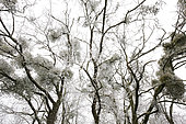 Gui (Viscum album) sur des arbres couverts de givreViscum album