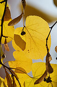 Largeleaf linden (Tilia platyphyllos), close-up of leaf in autumn colour