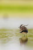 Northern Lapwing (Vanellus vanellus) on a leg on water, Dombes, France