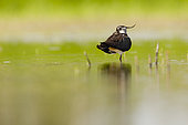 Northern Lapwing (Vanellus vanellus) on a leg on water, Dombes, France