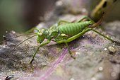 Rough Saddle Bush-cricket (Uromenus rugosicollis) female a hedge under the first rays of sunshine, Entre-deux-Mers, Gironde, New Aquitaine, France.