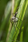 Spider Nursery Web spider (Pisaura mirabilis) with her cocoon in the grass of a meadow, Entre-deux-Mers, Gironde, New Aquitaine, France.