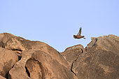 Male sand partridge (Ammoperdix heyi) flying over rocks, Saudi Arabia
