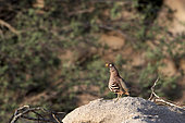 Male sand partridge (Ammoperdix heyi) on rock, Saudi Arabia