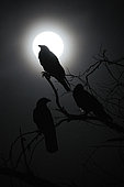 Brown-necked ravens (Corvus ruficollis), silhouettes in front of full moon, Saudi Arabia