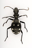 Domino beetle (Anthia duodecimguttata) on white background, Saudi Arabia