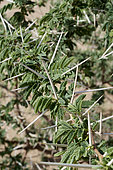 Acacia thorns (Acacia tortilis), Saudi Arabia