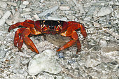 Christmas Island Red Crab release eggs into ocean, Gecarcoidea natalis, Christmas Island, Australia