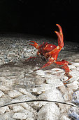 Christmas Island Red Crab release eggs into ocean, Gecarcoidea natalis, Christmas Island, Australia