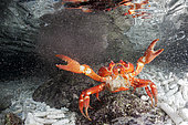 Crabe rouge (Gecarcoidea natalis) femelle relâchant ses oeufs en mer, île Christmas