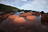 Juvenile Crabs returning from Sea, Gecarcoidea natalis, Christmas Island, Australia