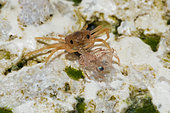 Juvenile Crabs feeding on Cuticle, Gecarcoidea natalis, Christmas Island, Australia