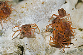 Juvenile Crabs feeding on Cuticle, Gecarcoidea natalis, Christmas Island, Australia