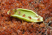 Juvenile Crabs returning from Sea, Gecarcoidea natalis, Christmas Island, Australia