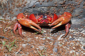 Juvenile Crabs returning on Land, Gecarcoidea natalis, Christmas Island, Australia