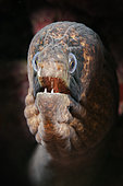 Portrait of Masked Moray, Gymnothorax breedeni, Christmas Island, Australia