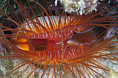 Close up of Electric Flame Scallop, Ctenoides ales, Christmas Island, Australia