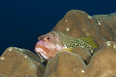 Halfspotted Hawkfish, Paracirrhites hemistictus, Christmas Island, Australia