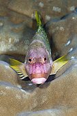 Halfspotted Hawkfish, Paracirrhites hemistictus, Christmas Island, Australia