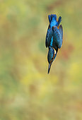 Kingfisher (Alcedo atthis) Kingfisher diving, England, Summer