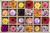 Dahlia flowers in a wooden tray