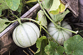 Cantaloups in a squarefoot garden