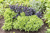 Purple Basil and Green Basil (Ocimum basilicum) in a garden in summer, Moselle, France
