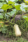 Butternut squash in an organic vegetable garden in summer, Moselle, France.