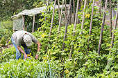 Picking 'Vesperal' Rowing Beans in a vegetable garden in summer, Moselle, France