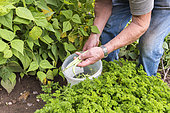 Picking 'Vesperal' Rowing Beans in a vegetable garden in summer, Moselle, France