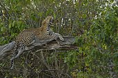 Leopard (Panthera pardus) yawning on a branch, Khwai, Botswana