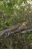 Leopard (Panthera pardus) on a branch, Khwai, Botswana