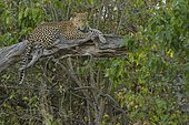 Leopard (Panthera pardus) on a branch, Khwai, Botswana