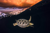 Tortue verte (Chelonia mydas) sous la surface au coucher du soleil, Mayotte