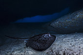 Blotched fantail ray (Taeniura meyeni) in an underwater cave. Mayotte