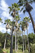 Desert fan palm (Washingtonia filifera), jardins du Rayol, Var, France
