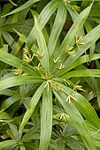 Dwarf umbrella grass (Cyperus diffusus)