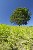 Hêtre commun isolé (Fagus sylvatica), Itxassou, Pyrénées-Atlantiques, France