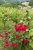 Rose in the vineyard for the detection of diseases, Irouléguy, Pyrénées-Atlantiques, France