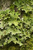 Tree lungwort (Lobaria pulmonaria)