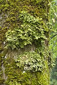 Tree lungwort (Lobaria pulmonaria)