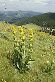 great yellow gentian (Gentiana lutea) on the Gaschney ski slope, Haut-Rhin, France