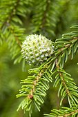 Aphid pineapple gall (Adelges) on Oriental spruce (Picea orientalis)