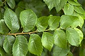 field elm (Ulmus minor)