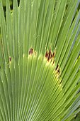 Frost damage on a Trachycarpus palm.