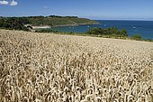 Wheat field (Triticum aestivum), Bréhec cove, Plouha, Côtes-d'Armor, Brittany, France