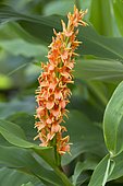 Hardy Ginger Lily 'Assam Orange' (Hedychium densiflorum) flowers