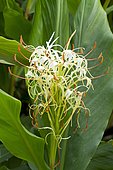 Yunnan ginger lily (Hedychium yunnanense)